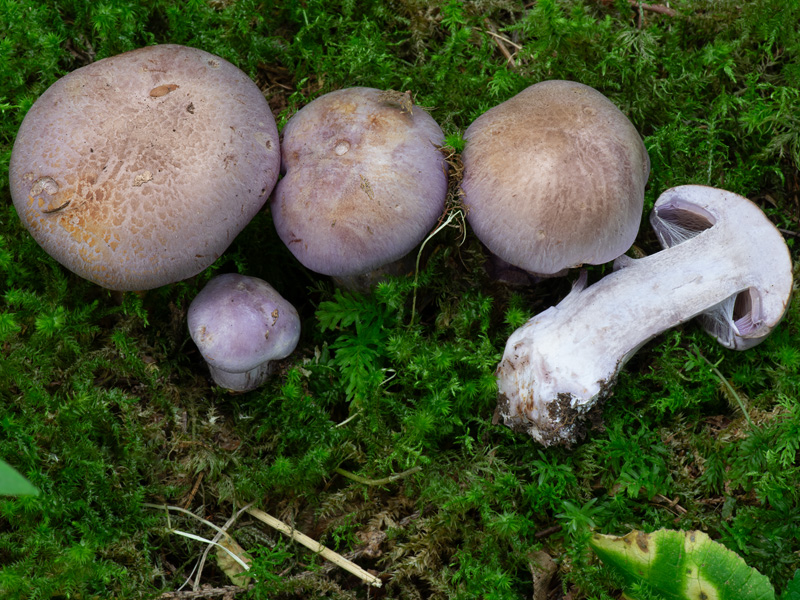 Cortinarius variicolor